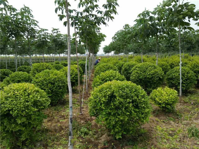 国际绚烂hui55137(中国)官网登录入口