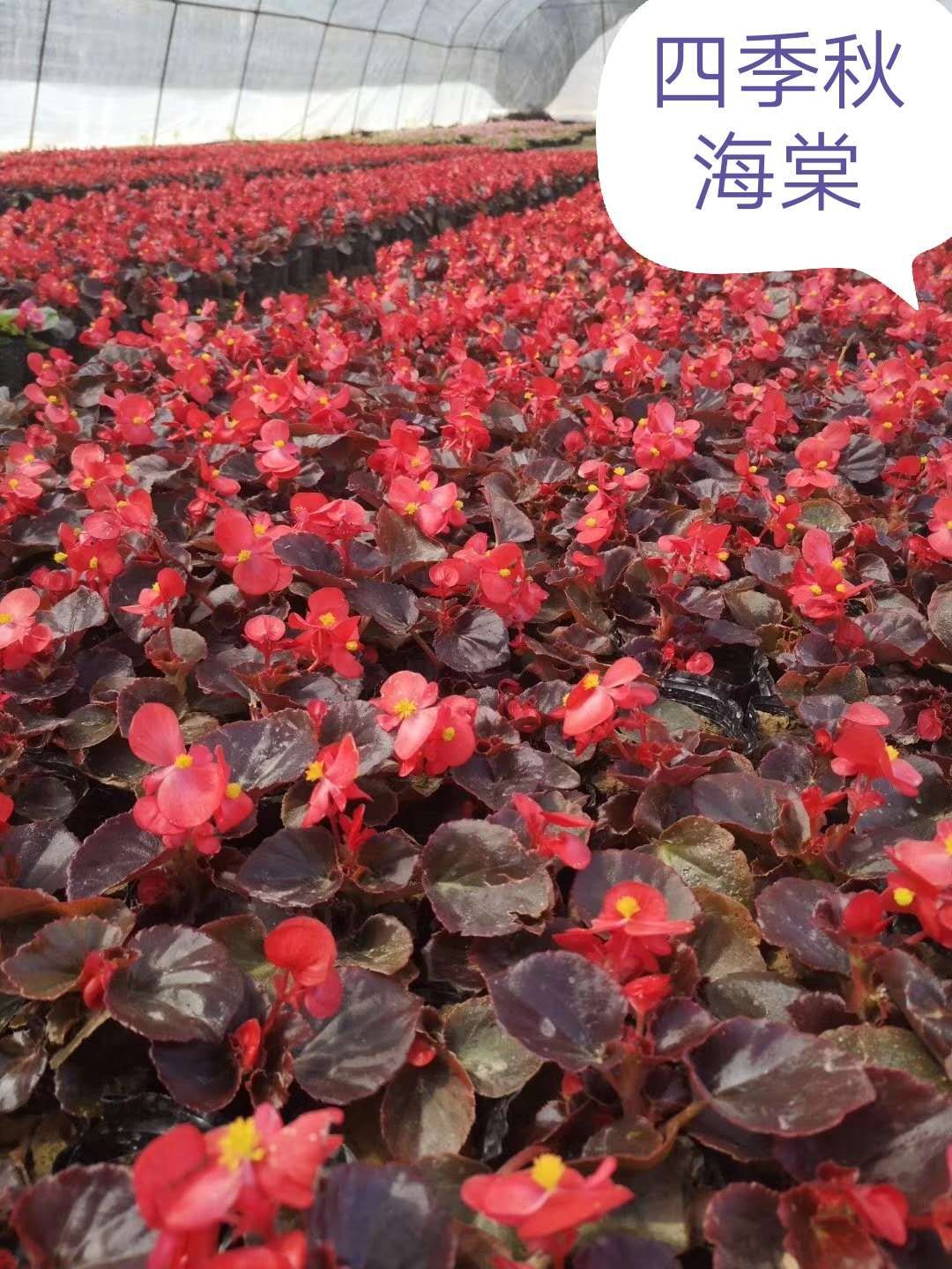 国际绚烂hui55137(中国)官网登录入口