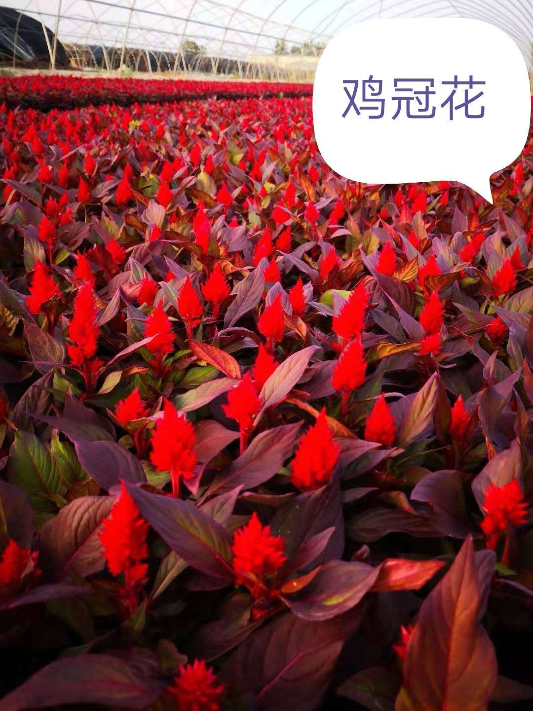 国际绚烂hui55137(中国)官网登录入口